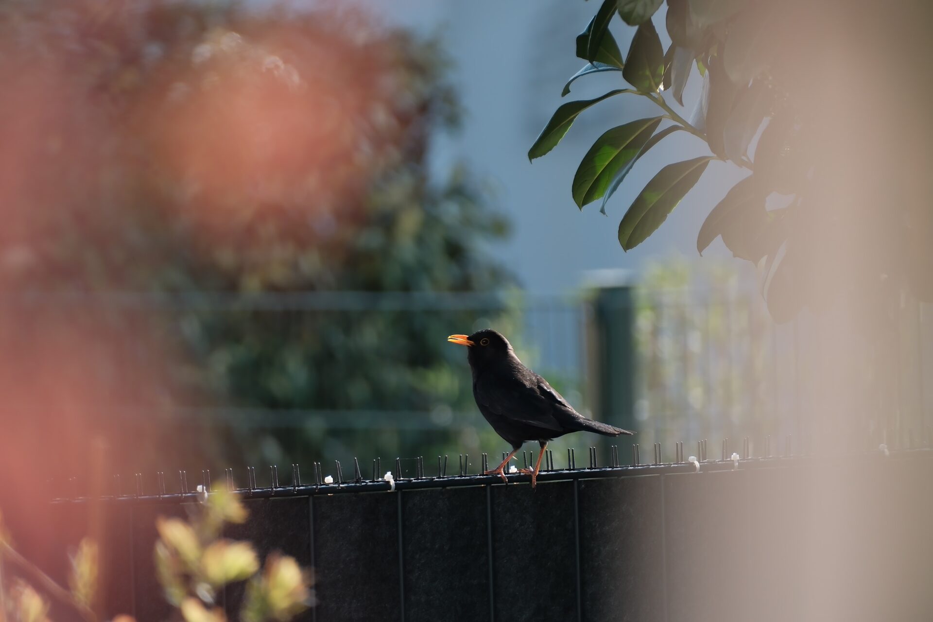 Tiere in freier Natur – 1