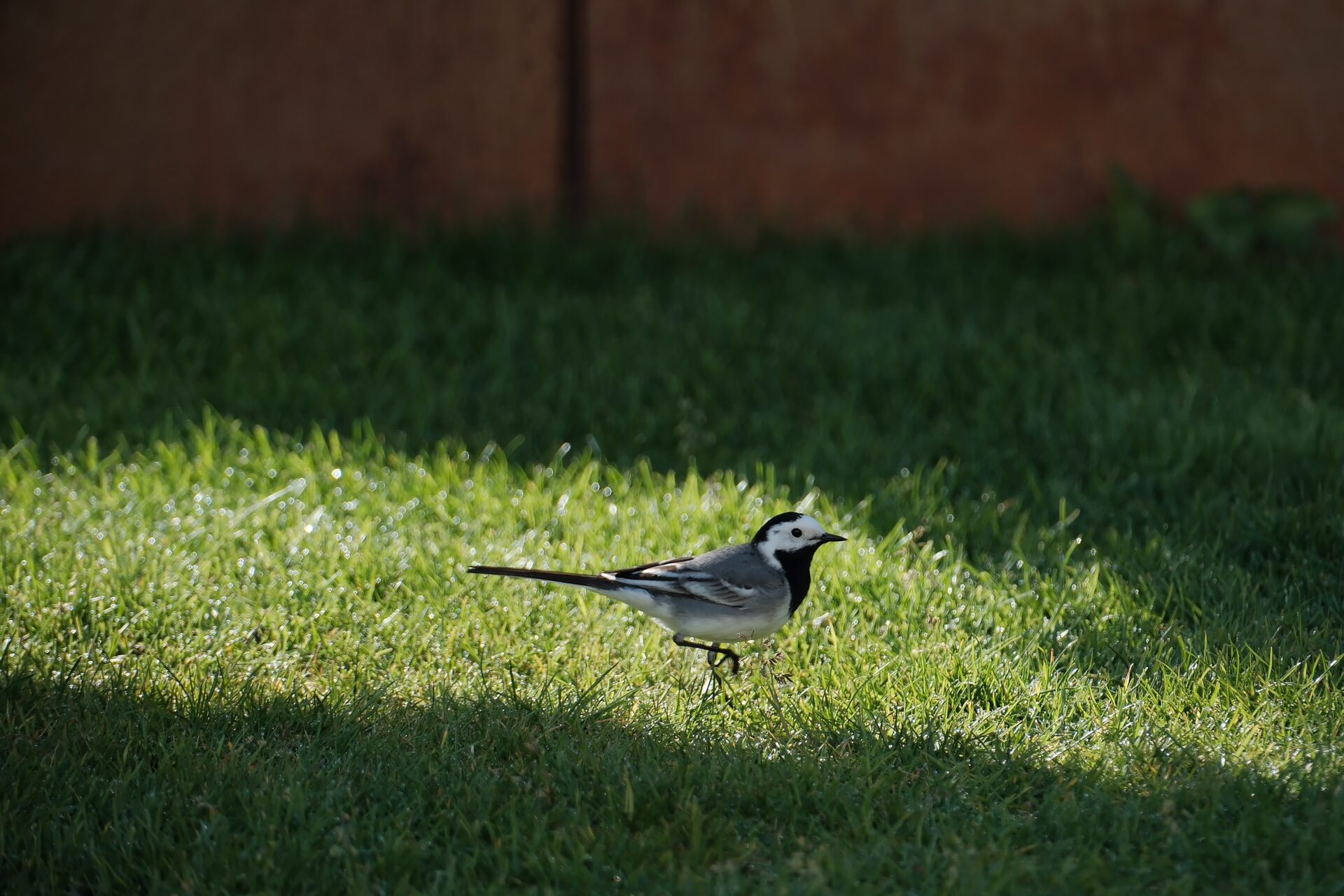 Tiere in freier Natur – 2