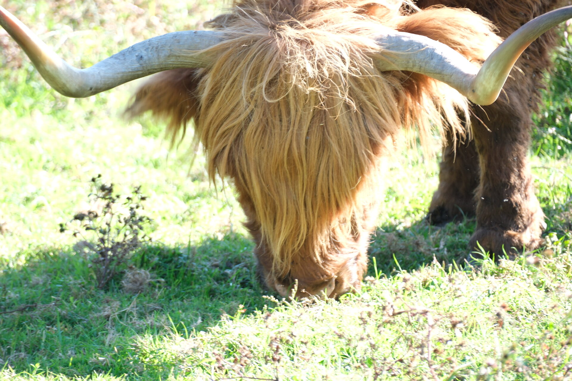 Tiere in freier Natur – 3