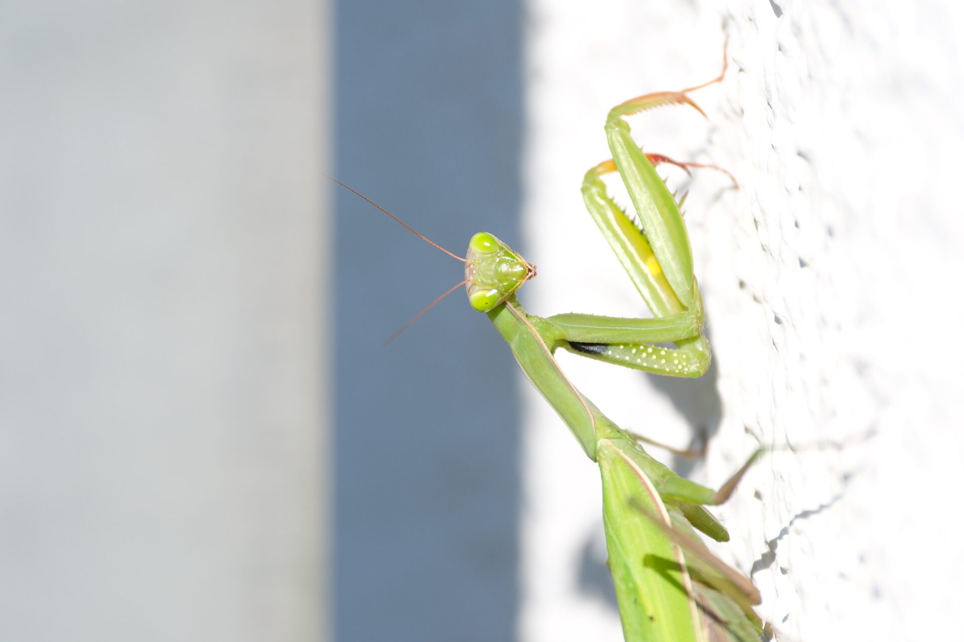 Tiere in freier Natur – 4