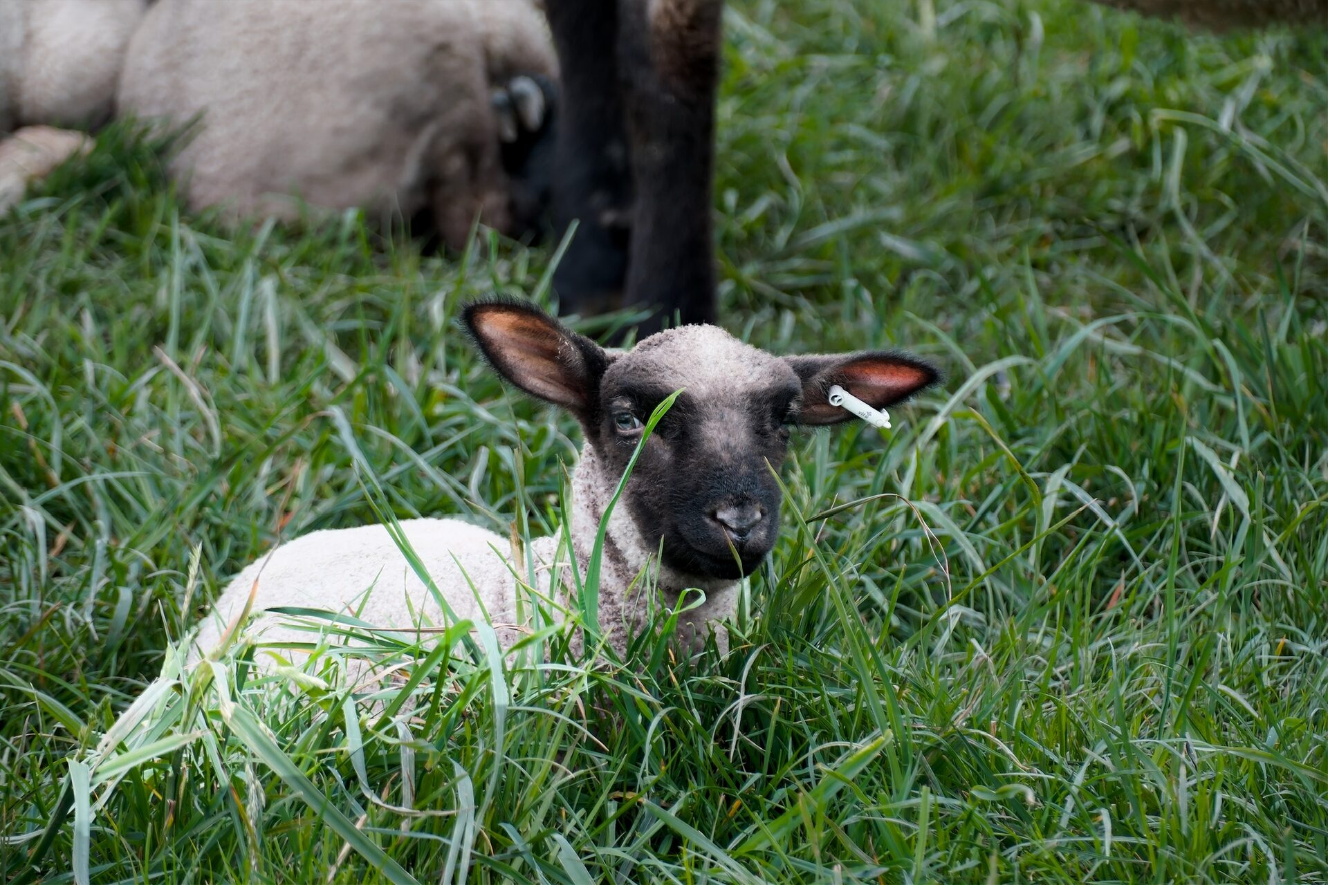 Tiere in freier Natur – 5