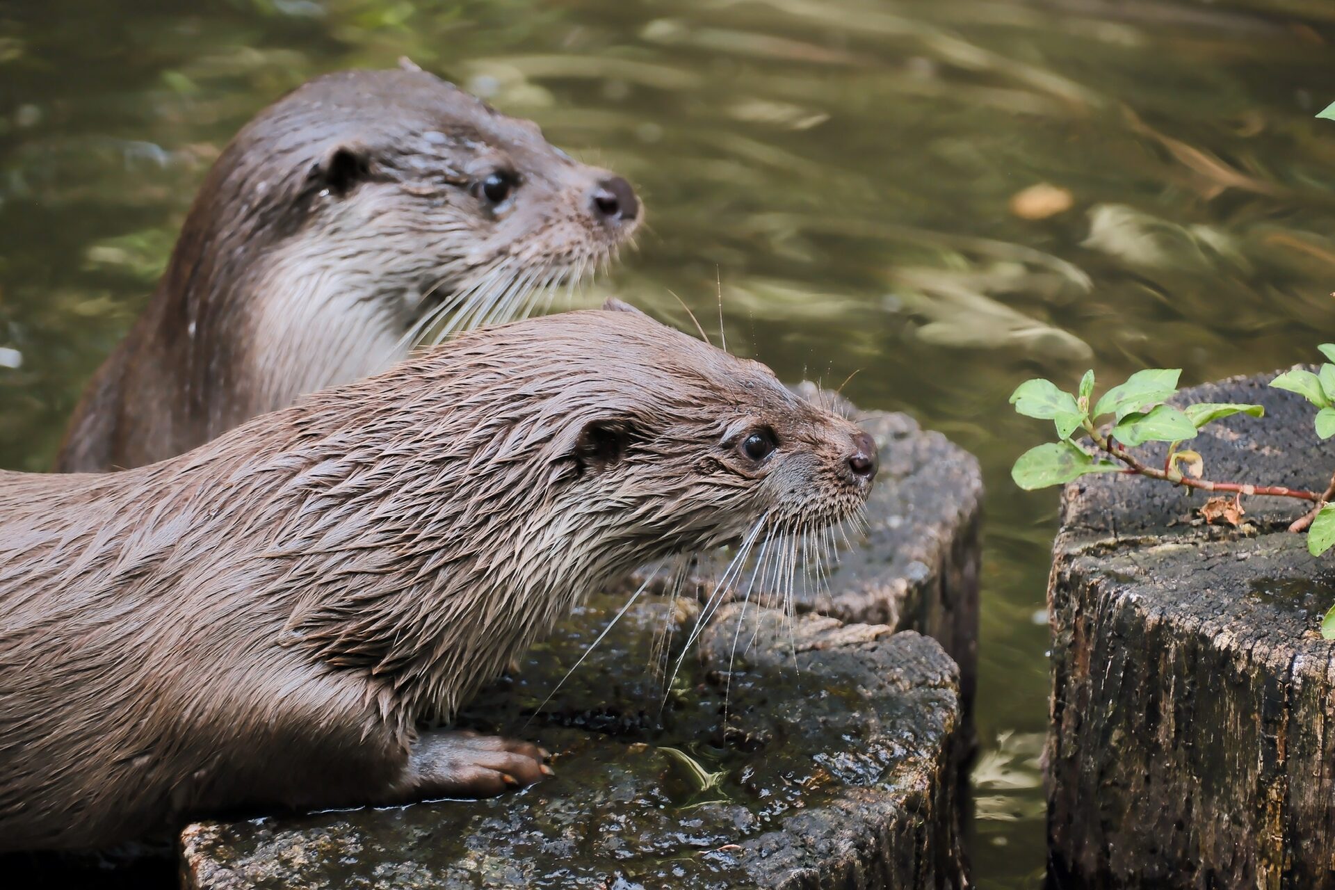 Zoo & Tierpark – 10