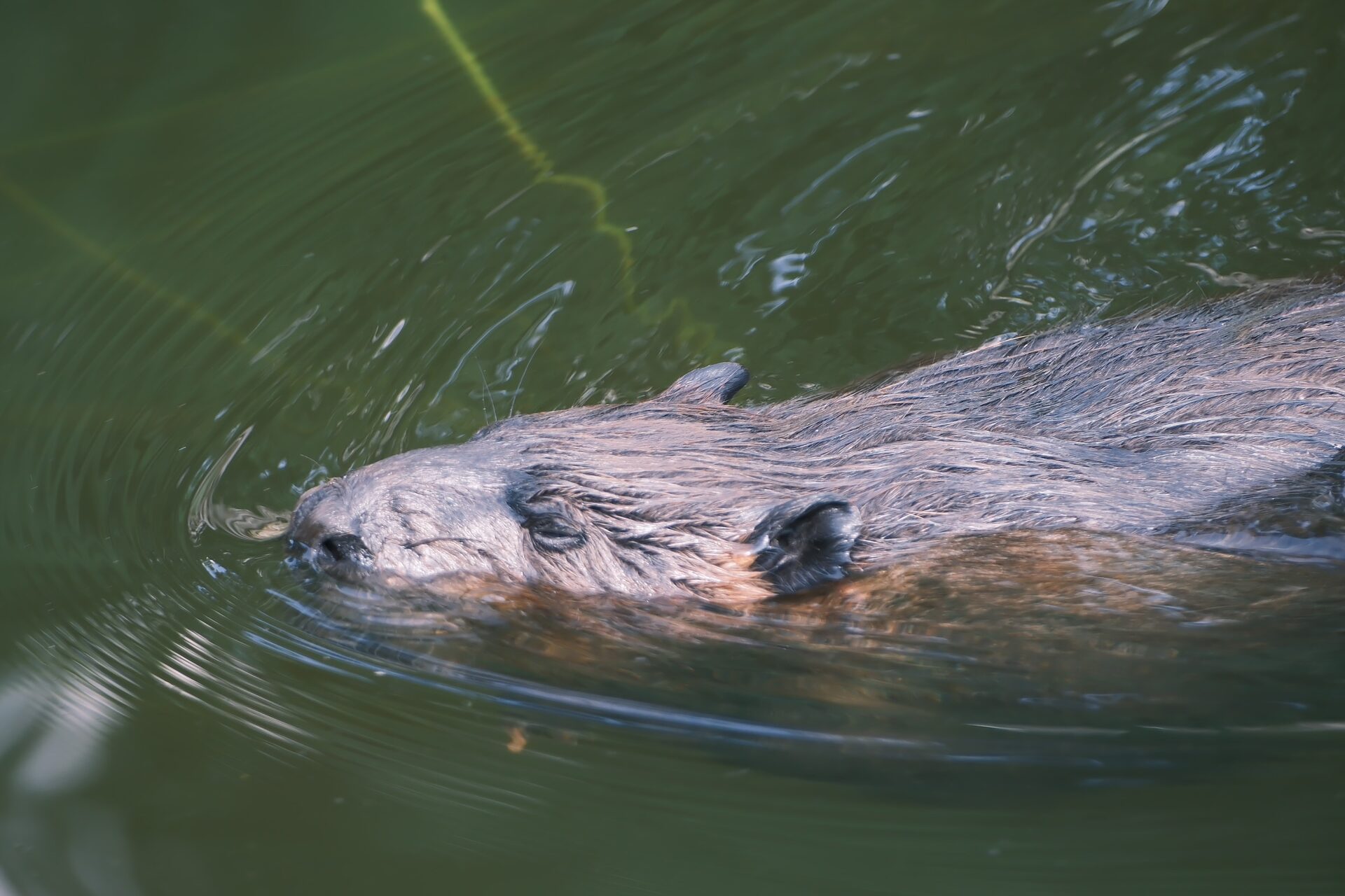 Zoo & Tierpark – 11