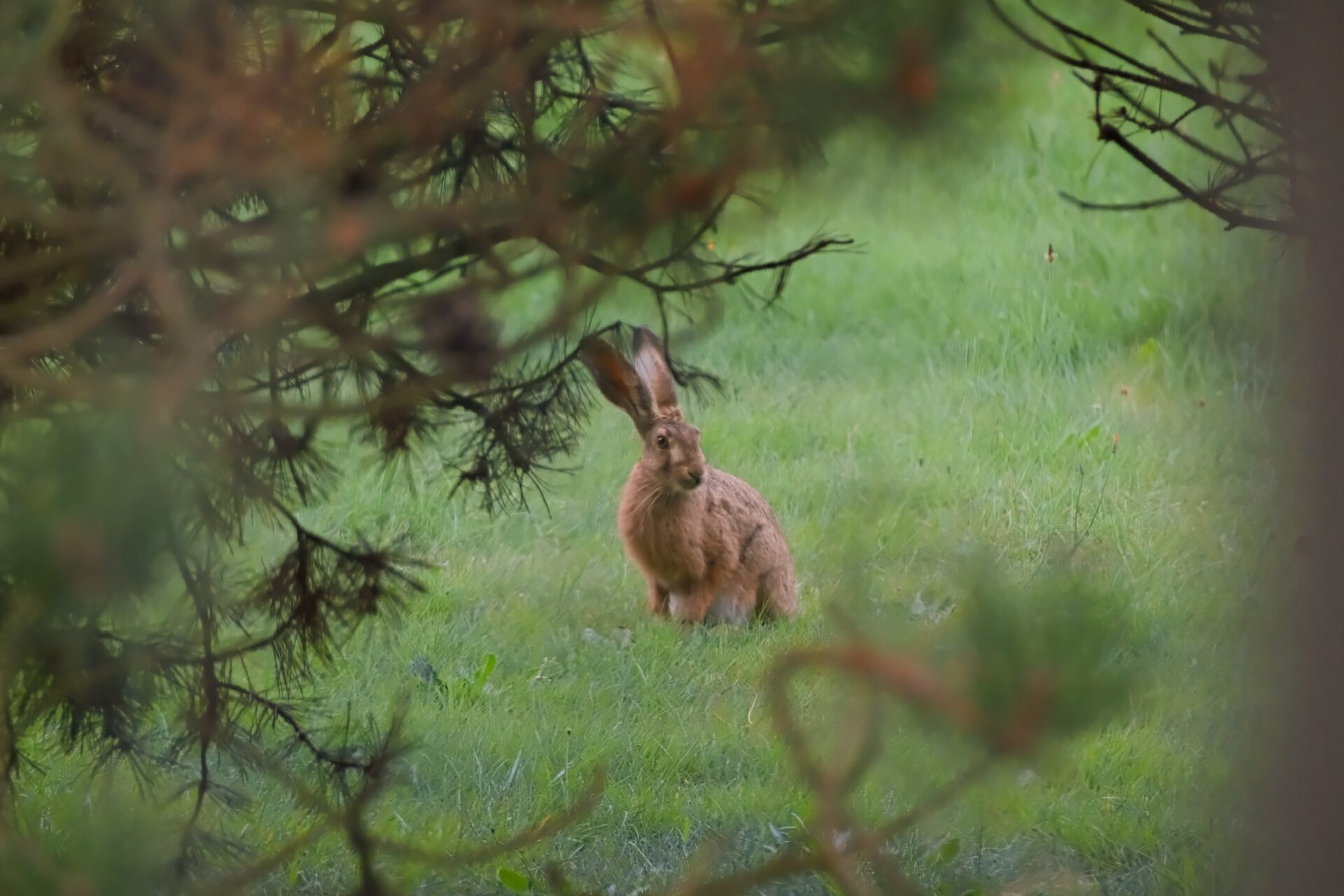 Tiere in freier Natur