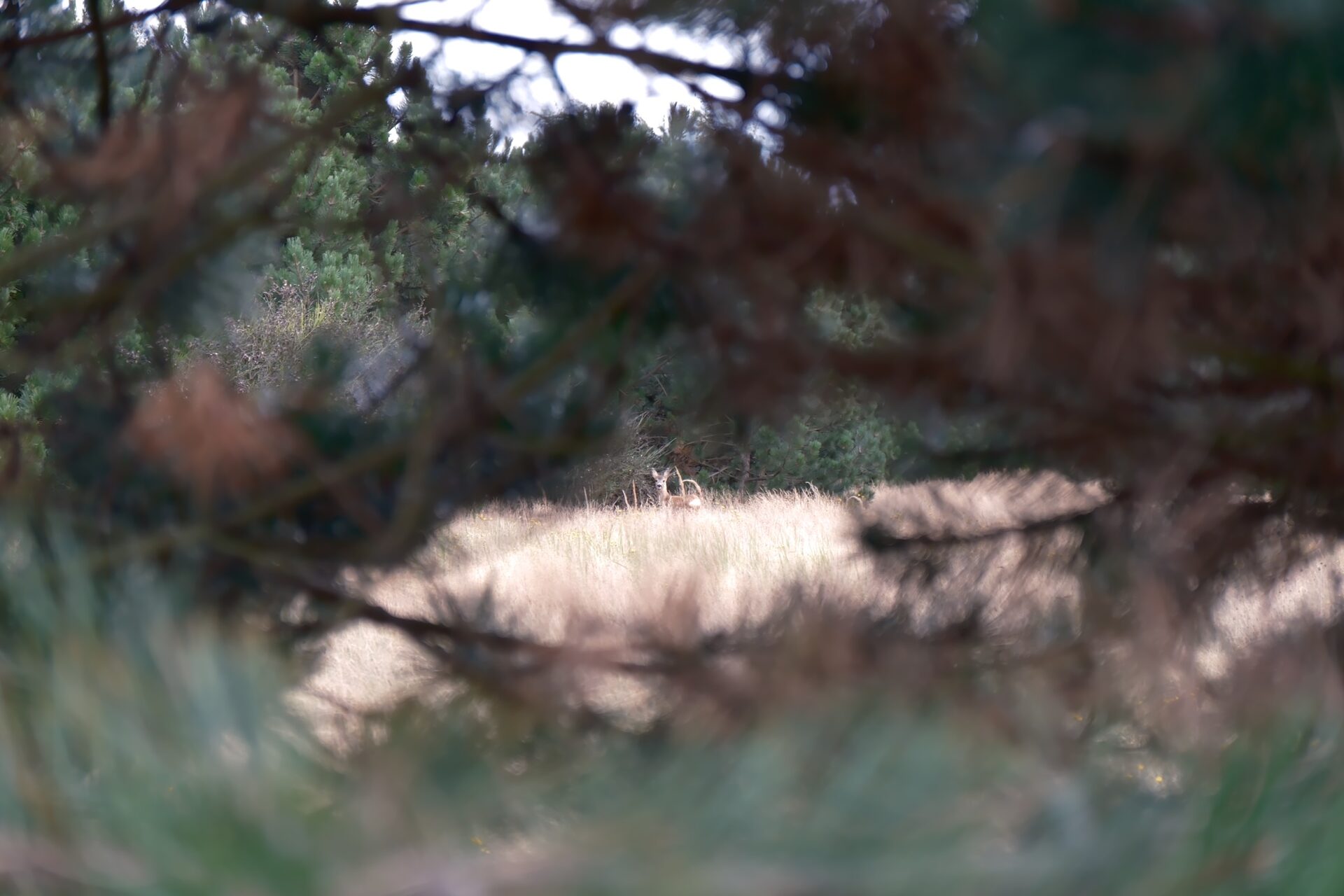 Tiere in freier Natur – 9